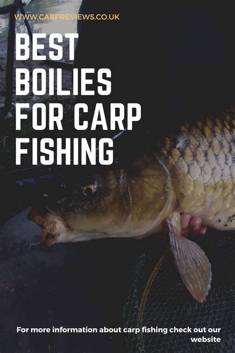 Best boilies for carp fishing | Carp fishing, Fish, Carp