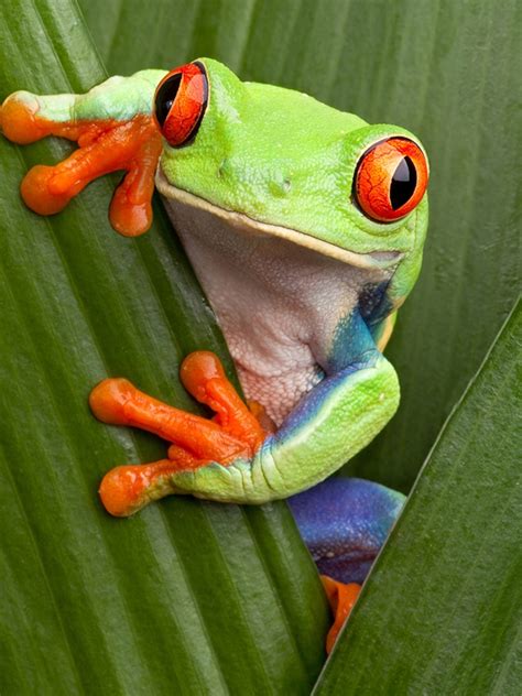 are tree frogs poisonous - Zella Wiles