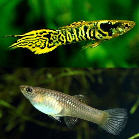 Guppies Endler Pair - Tiger Endler Guppy Male/Female Guppy 2-3cm ...