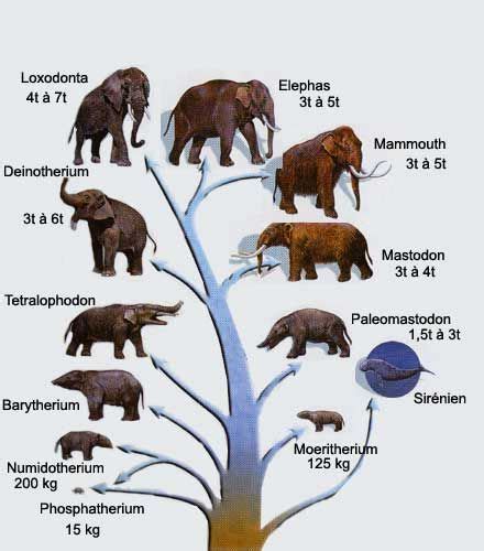 Animaux - l'Évolution des éléphants - Frawsy | Ancient animals ...