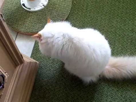 Cute cat shaking his head no - YouTube