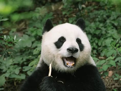 200+ Funny Panda Names | Quirky and Whimsical Ideas!