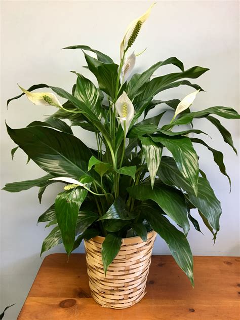 Peace Lily Floor Plant in Cambridge, MA | Coady Florist