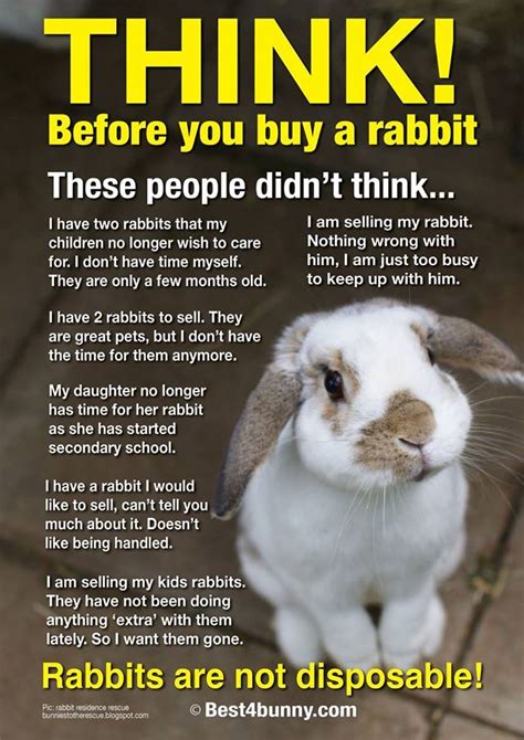 317 best images about Best4bunny posters on Pinterest | Not enough ...