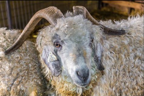 Angora Goats - ATi Farms Angora Goats and Fiber