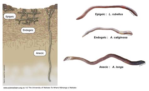 Niches within earthworms’ habitat — Science Learning Hub