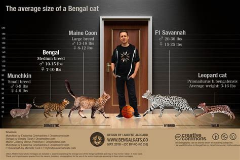 Bengal Cat Size Length