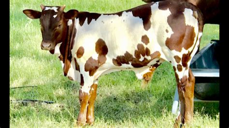 Foundation Pure Ankole Watusi Herd Sire | World Watusi Association