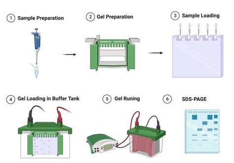 Electrophoresis: an Overview, How to Run Gel Electrophoresis