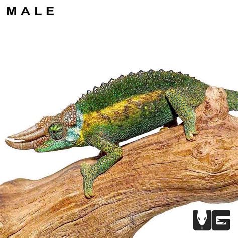 Rainbow Jacksons Chameleons (Jacksonii jacksonii) for sale ...