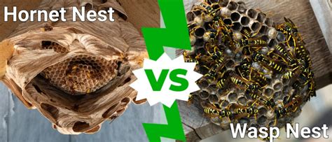 Hornet Nest Vs Wasp Nest: 4 Key Differences - IMP WORLD