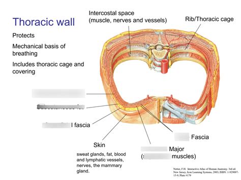 ANAT 30008 - Viscera Diagram | Quizlet