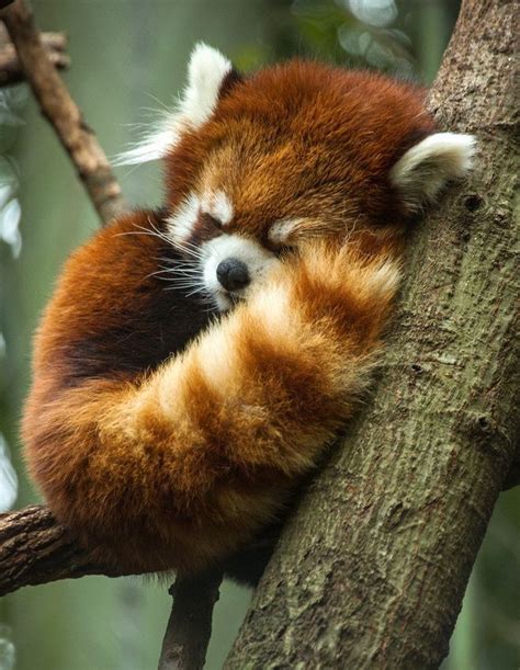 Red Panda | Sleeping animals, Cute animals, Cute baby animals