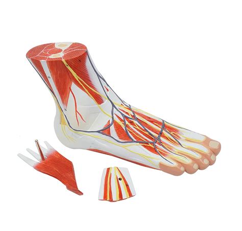 Buy Foot Anatomy Model 3 Parts Medical Anatomical Foot Skeleton Model ...