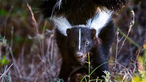 What Does Skunk Poop Look Like: Identification & Pictures