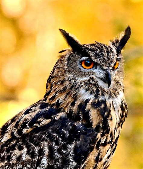 Eurasian Eagle Owl Photograph by Amy McDaniel - Fine Art America