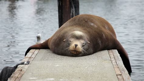 Sleeping Sea Lion On A Dock At Charleston Boat Harbor, Oregon Stock ...