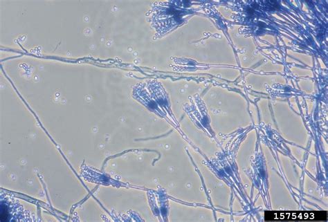 Penicillium fungi (Genus Penicillium)