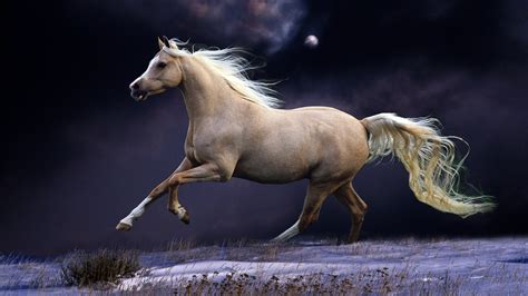 1920X1080 Horse Wallpapers on WallpaperDog