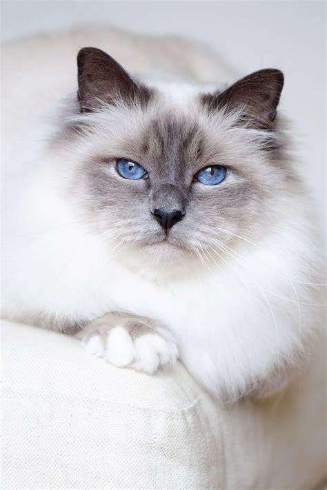 White Cat Breeds