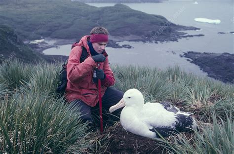 Wandering albatross breeding research - Stock Image - G355/0101 ...