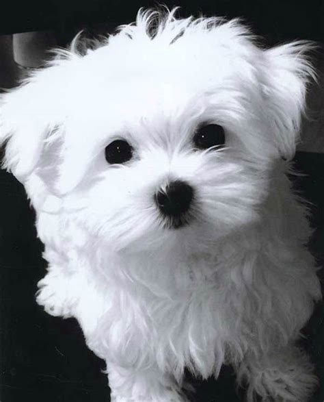 Shaggy or Supermodel: The Maltese Is One Breed With Two Very Different ...