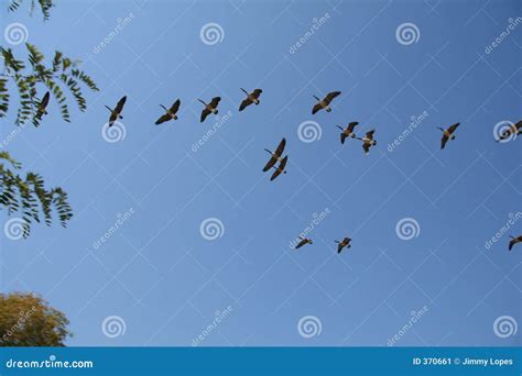 Geese Formation stock image. Image of trees, wildlife, flock - 370661