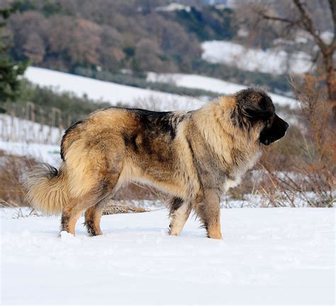 Russian Bear Dog - A Complete Guide To The Caucasian Shepherd