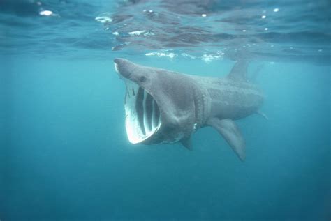 List of Shark Species and Facts