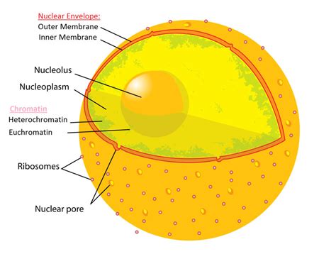 Cell Nucleus Structure