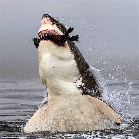 PsBattle: This Great White shark eating it's prey. : r/photoshopbattles