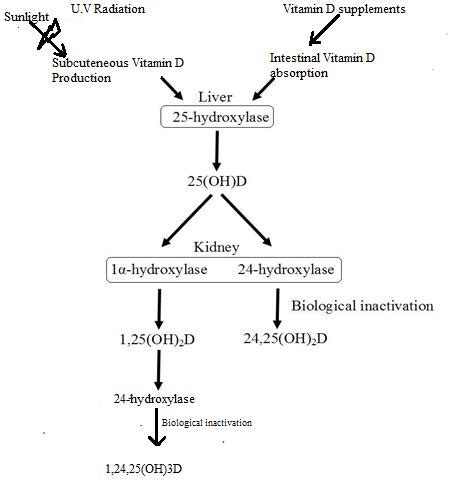 A simplified diagram of vitamin D synthesis and metabolism | Download ...