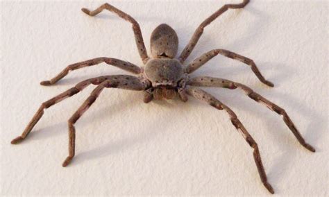 20 Most Dangerous Venomous Spiders of the World's - Page 13 of 20 - 10 ...