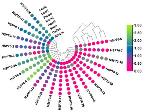 Cells | Free Full-Text | HSP70 Gene Family in Brassica rapa: Genome ...