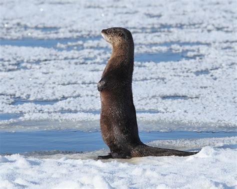 River Otter Standing | January 2010 Whiteshell Provincial Pa… | Doug ...