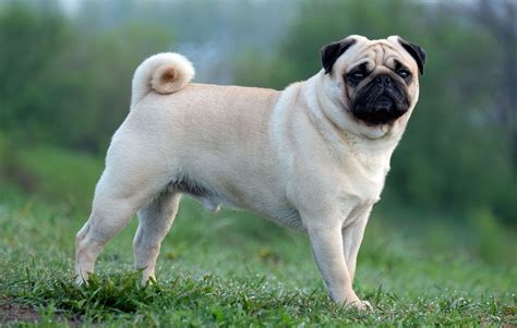 Top 84+ imagen pug dog club of america - Abzlocal.mx