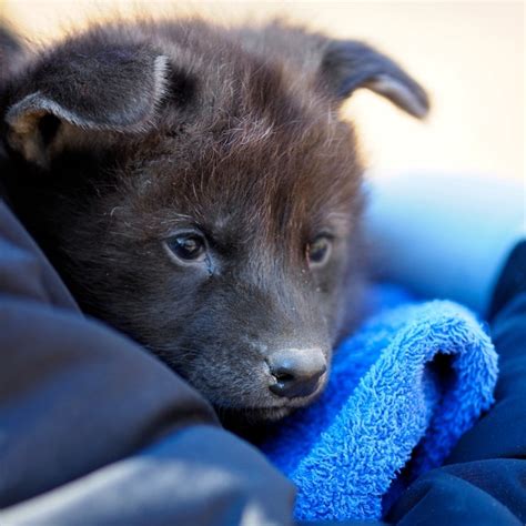 Maned Wolf Pups Born at the Greensboro Science Center | Greensboro ...