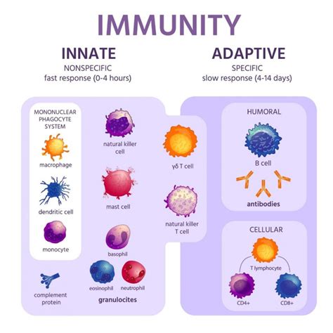 The wonders of the immune system | Pint of Science