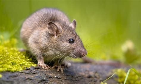 Norway Rat: An Adaptable Rodent Found All Over The World - Life in Norway