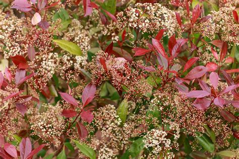 Red Tip Photinia: Plant Care & Growing Guide