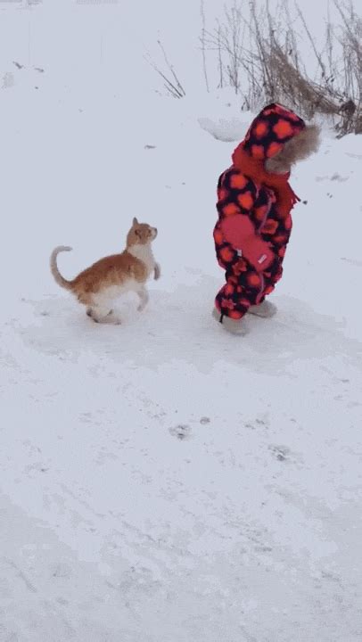 Pro-Wrestling Cat Brings Unsuspecting Toddler To The Ground