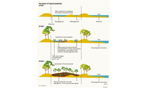 Formation of tropical peatlands | GRID-Arendal