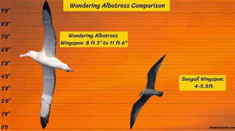 Wandering Albatross Wingspan: Comparing With Others?