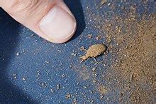 Antlion - Wikipedia