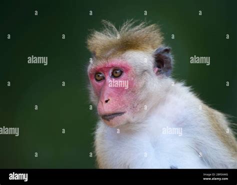 Dryzone toque macaque hi-res stock photography and images - Alamy