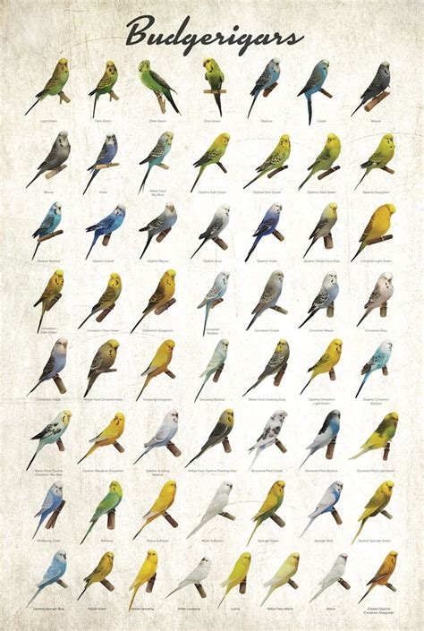 Budgerigar Colors Poster | Parakeet colors, Budgerigar, Budgies