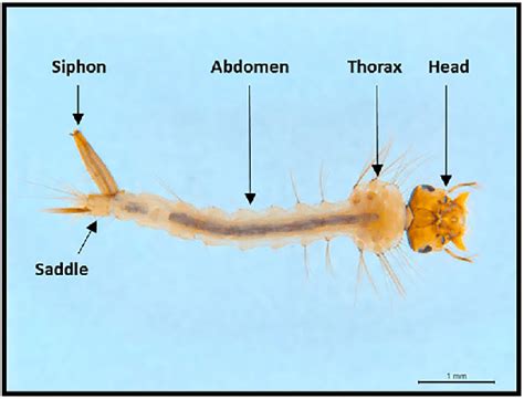 Main body parts of a Culex quinquefasciatus larva. | Download High ...