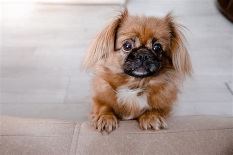 Top 11 Pekingese Breeders In The US