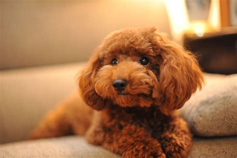 Wallpaper apricot Poodle puppy on sofa, Chocolat, chocolate, dog, nikon ...