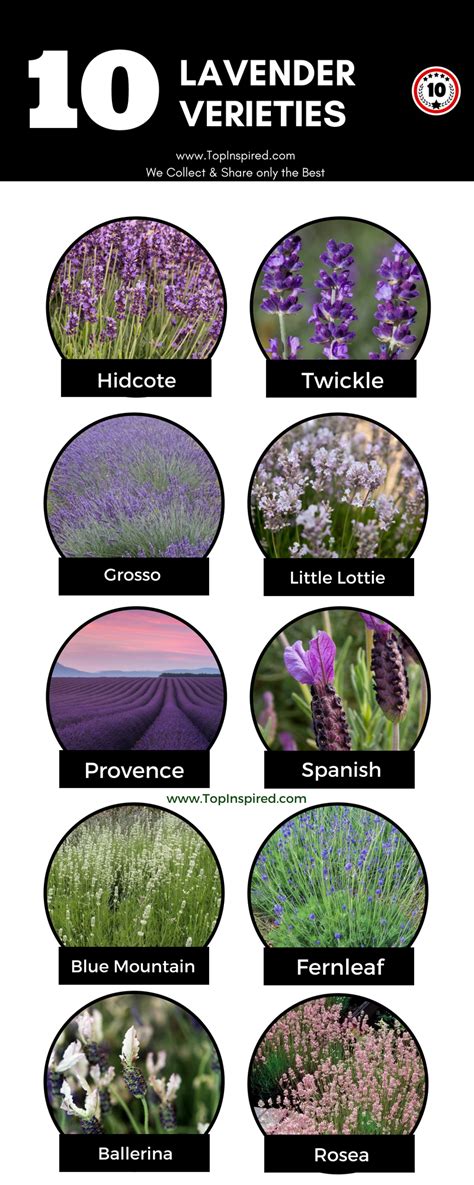 Top 10 Lavender Varieties To Grow in your Garden | Lavender varieties ...